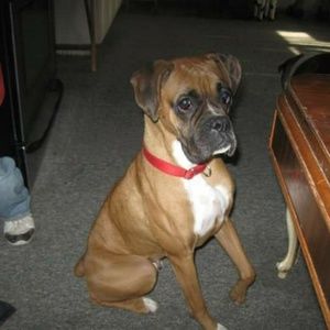 Meet your Posher, David